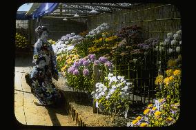 A chrysanthemem exhibition at Nozawa Garden
