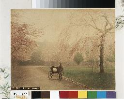 Cherry trees and jinrikishas,Ueno Park