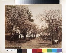 Cherry trees at Suwa Park