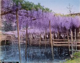 A wisteria trellis at Kameido Shrine