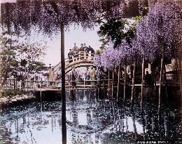 A wisteria trellis at Kameido Shrine