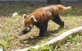 Popular red panda "Futa" at Chiba zoo back from illness