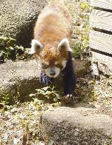 Popular red panda "Futa" at Chiba zoo back from illness