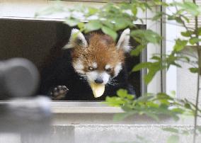 Popular red panda "Futa" at Chiba zoo back from illness