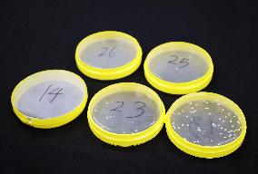 Well-travelled yeast