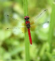 Smallest dragonfly in Japan