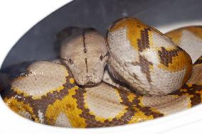 3-meter pet python found after 2-week search in Yokohama