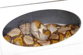 3-meter pet python found after 2-week search in Yokohama