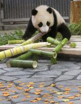 Panda cub in western Japan