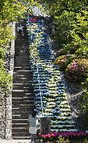 Hydrangea at Kyoto temple