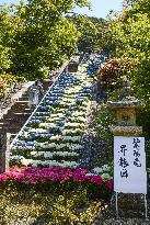 Hydrangea at Kyoto temple