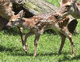 Deer in Nara