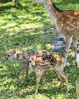 Deer in Nara