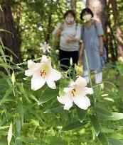 Wild lilies in full bloom at flower park in western Japan