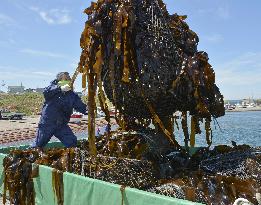 Kelp harvesting season