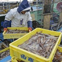 Squid season starts in northern Japan