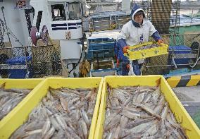 Squid season starts in northern Japan