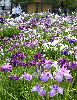 Iris flowers at Tokyo garden