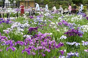Iris flowers at Tokyo garden