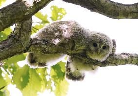 Owl chicks in northern Japan