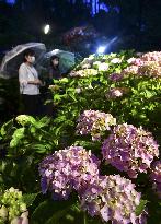 Hydrangea flowers at Kyoto temple