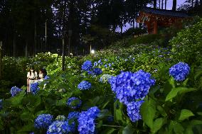 Hydrangea flowers at Kyoto temple