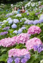 Hydrangea flowers at Kamakura temple