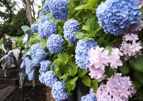 Hydrangea flowers at Kamakura temple