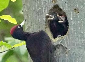 Black woodpecker in northern Japan forest