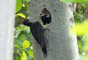 Black woodpecker in northern Japan forest