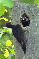Black woodpecker in northern Japan forest