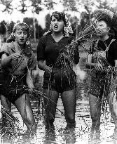 RISO AMARO   aka BITTER RICE