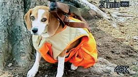 BOWLING FOR COLUMBINE