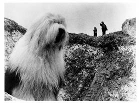 DIGBY THE BIGGEST DOG IN THE WORLD Br 1973]