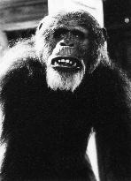 GREYSTOKE, THE LEGEND OF TARZAN LORD OF THE APES