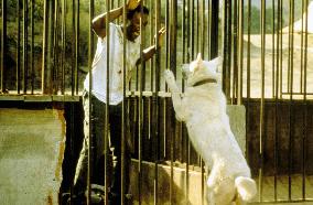 WHITE DOG (USA/1982) PAUL WINFIELD DIRECTOR: SAMUEL FULLER F