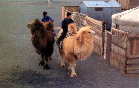 THE STORY OF THE WEEPING CAMEL aka Die Geschichte vom weinen