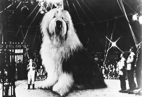 DIGBY, THE BIGGEST DOG IN THE WORLD