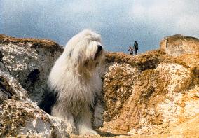 DIGBY, THE BIGGEST DOG IN THE WORLD