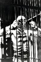 THE ZEBRA MAN