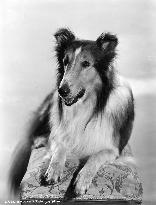 LASSIE