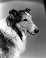 LASSIE