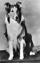 LASSIE