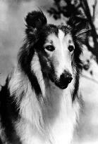 LASSIE