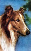 LASSIE