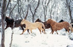 THE SILVER BRUMBY