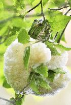 Forest green tree frog laying eggs