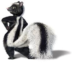 Pictured: Stella the Skunk from DreamWorks Animation's compu