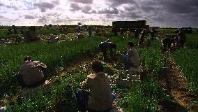 Chinese working in a spring onion farm, in Nick Broomfield's