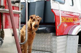 Firehouse Dog For further information please contact your lo